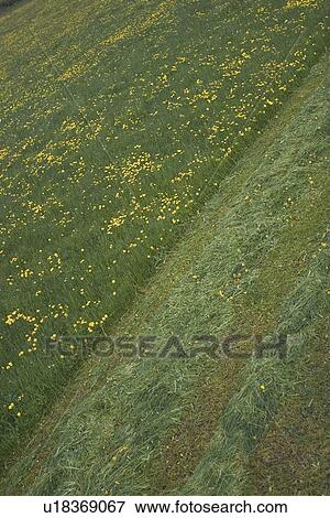 cultivated, day, daytime View Large Photo Image Stock Photo - cultivated, day, daytime. Fotosearch
