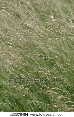 Picture - cultivation, grain, produce, yard, lawn, agriculture. Fotosearch
