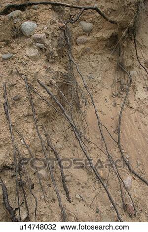 Stock Image - embedded, spreading, roots, root, pattern, background. Fotosearch