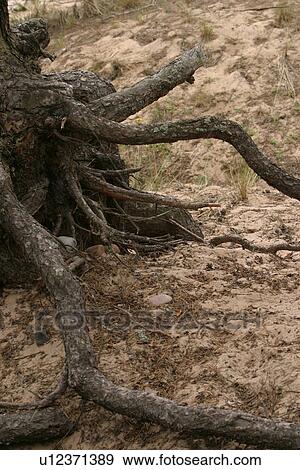 Stock Photo - embedded, spreading, roots, root, pattern, background. Fotosearch