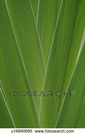 plant, plant life, flora, growth, green, environment View Large Photo Image Stock Photography - plant, plant life, flora, growth, green, environment. Fotosearch