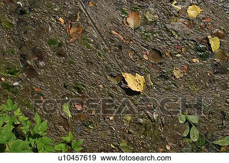 wetness, wet, leaf, green, mud, muddy View Large Photo Image Stock Photo - wetness, wet, leaf, green, mud, muddy. Fotosearch