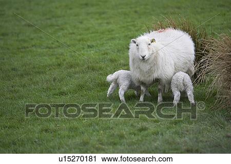 Stock Image - Animal Family, Feeding, Day, Cute, Adult Animal. Fotosearch