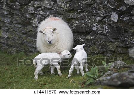 Animal Family, Female Animal, Day, Cute, Adult Animal View Large Photo Image Stock Image - Animal Family, Female Animal, Day, Cute, Adult Animal. Fotosearch