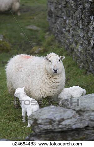 Animal Family, Female Animal, Day, Cute, Adult Animal View Large Photo Image Stock Image - Animal Family, Female Animal, Day, Cute, Adult Animal. Fotosearch
