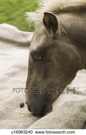 Stock Image - Animal Head, Focus On Foreground, Eating, Close-Up, Animal Face. Fotosearch