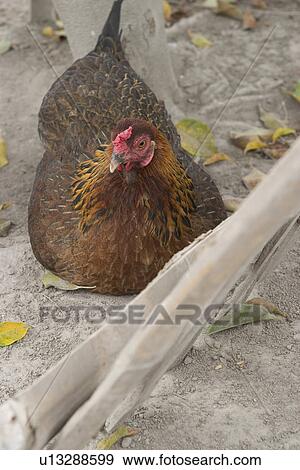 Stock Photo - animal. Fotosearch