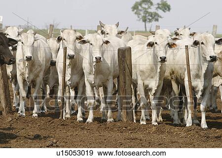 animals, cattle, animal View Large Photo Image Stock Photo - animals, cattle, animal. Fotosearch