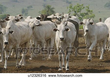 animals, cattle, animal View Large Photo Image Stock Photograph - animals, cattle, animal. Fotosearch