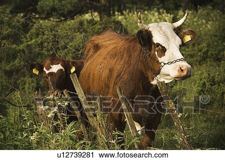 Beef, Chain, Cattle, Bovine, Animal View Large Photo Image Stock Image - Beef, Chain, Cattle, Bovine, Animal. Fotosearch