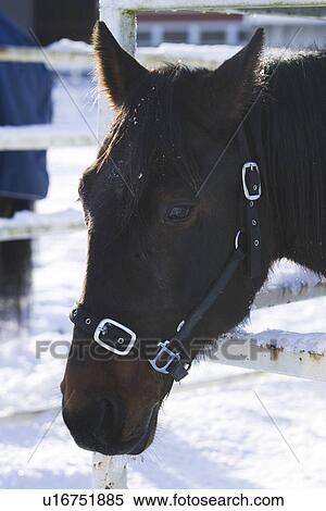 Bridle, Fence, Day, Close-Up, Animal Head View Large Photo Image Stock Photography - Bridle, Fence, Day, Close-Up, Animal Head. Fotosearch