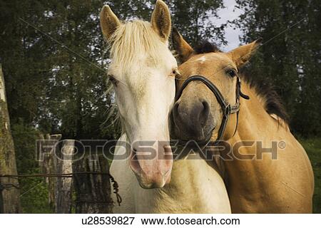 Stock Photo - Brown, Domestic Animal, Confined, Close-Up, Animal Themes. Fotosearch