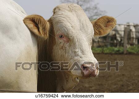 Picture - cattle, cow, animal. Fotosearch