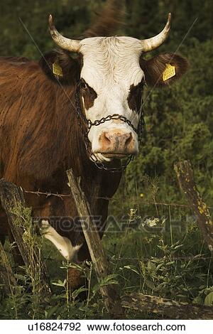 Cattle, Cow, Close-Up, Chain, Animal View Large Photo Image Stock Image - Cattle, Cow, Close-Up, Chain, Animal. Fotosearch