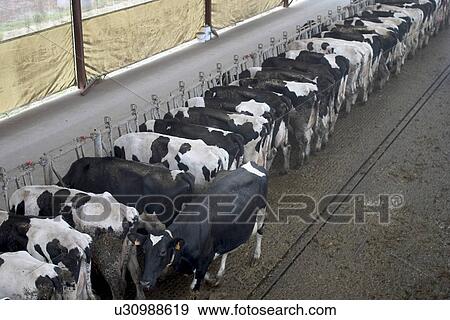 cattles, domestic, domesticated, animals, group, cows View Large Photo Image Stock Photo - cattles, domestic, domesticated, animals, group, cows. Fotosearch