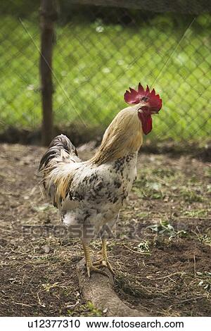 Chicken, Aves, Bird, Beak, Avian, Animal View Large Photo Image Stock Image - Chicken, Aves, Bird, Beak, Avian, Animal. Fotosearch