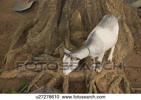 Stock Image - close-up, goat. Fotosearch
