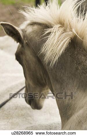 Close-Up, Horse, Focus On Foreground, Day, Adult Animal View Large Photo Image Stock Photography - Close-Up, Horse, Focus On Foreground, Day, Adult Animal. Fotosearch
