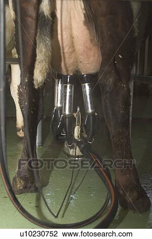 cow, cows, group, face, standing View Large Photo Image Stock Image - cow, cows, group, face, standing. Fotosearch