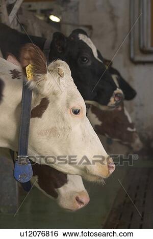 Stock Photograph - cow, cows, group, face, standing. Fotosearch