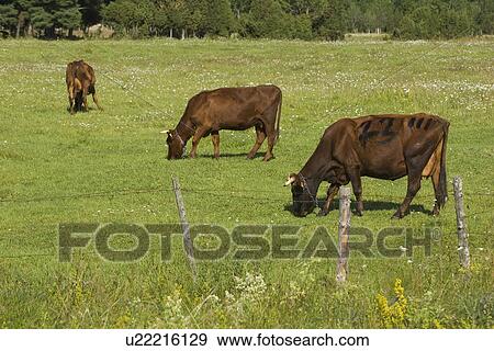 Cows, Animals View Large Photo Image Stock Photo - Cows, Animals. Fotosearch