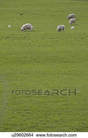Day, Field, Full Frame, Grass, Grazing View Large Photo Image Picture - Day, Field, Full Frame, Grass, Grazing. Fotosearch