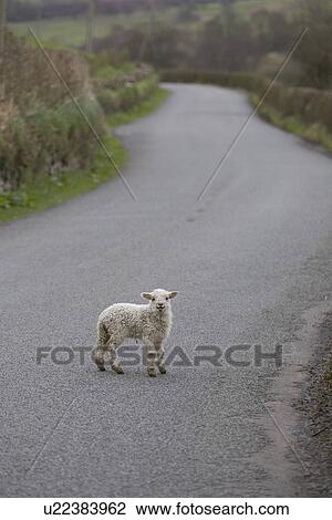 Day, Focus On Foreground, Grass, Lamb, Mammal View Large Photo Image Stock Image - Day, Focus On Foreground, Grass, Lamb, Mammal. Fotosearch