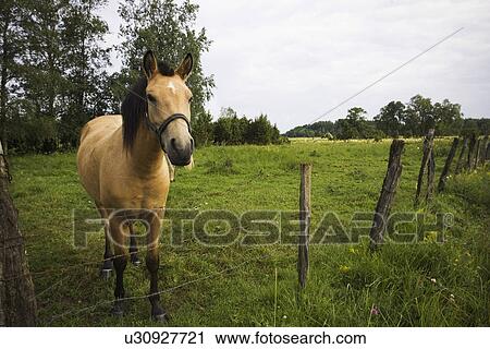 Stock Image - Day, Outdoors, Animal Themes. Fotosearch
