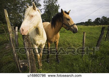 Day, Outdoors, Animal Themes View Large Photo Image Stock Photograph - Day, Outdoors, Animal Themes. Fotosearch