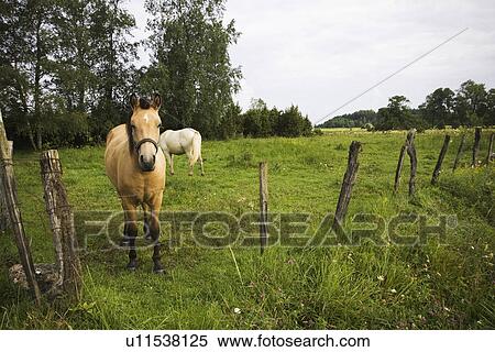 Stock Photography - Day, Outdoors, Animal Themes. Fotosearch