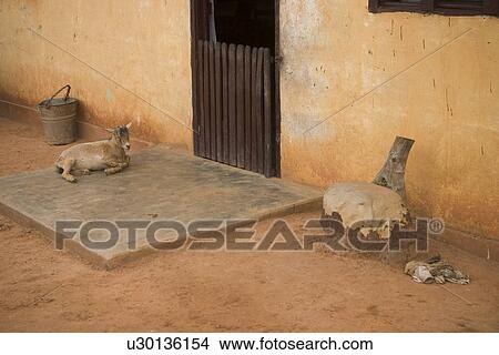 Picture - goat, ground. Fotosearch