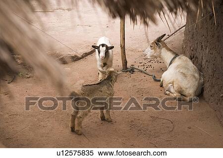 Stock Photography - goats, animals. Fotosearch