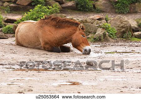 horse, animal, creature, natural, mammal, hoofed View Large Photo Image Picture - horse, animal, creature, natural, mammal, hoofed. Fotosearch