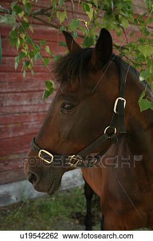 nature, horse, Hoofed mammal, equid, equine, animal View Large Photo Image Stock Image - nature, horse, Hoofed mammal, equid, equine, animal. Fotosearch
