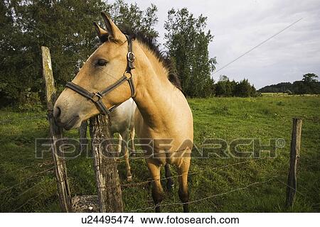 One Animal, Day, Clouds, Beauty, Agriculture View Large Photo Image Picture - One Animal, Day, Clouds, Beauty, Agriculture. Fotosearch