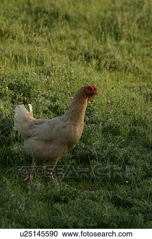 Stock Image - scenic, vertebrate, vertebrata, avian, feather, craniates. Fotosearch