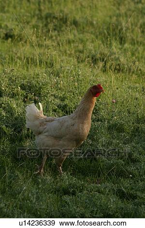 Stock Photo - scenic, vertebrate, vertebrata, avian, feather, craniates. Fotosearch