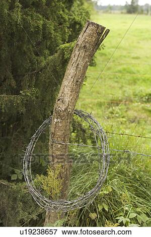 Stock Photo - Barbed Wire, Barricade, Boundary, Chain-Link Fence, Close-Up. Fotosearch