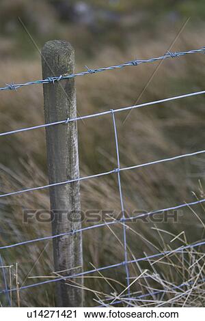 Stock Image - Barbed Wire, Close-Up, Day, Fence, Focus On Foreground. Fotosearch