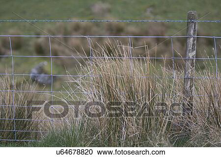 Stock Image - Barbed Wire Fence, Boundary, Close-Up, Day, Field. Fotosearch