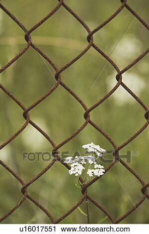 Barricade, Barrier, Chain-Link Fence, Close-Up, Design View Large Photo Image Stock Image - Barricade, Barrier, Chain-Link Fence, Close-Up, Design. Fotosearch