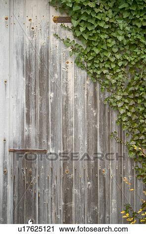 Stock Image - barricade, leaf, laves, wood, outdoor, green. Fotosearch