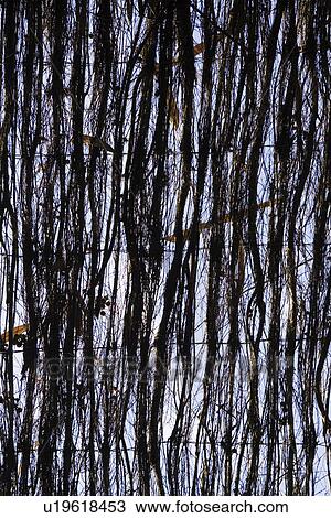 Stock Image - Black, Close-Up, Dark, Dense, Drawing. Fotosearch