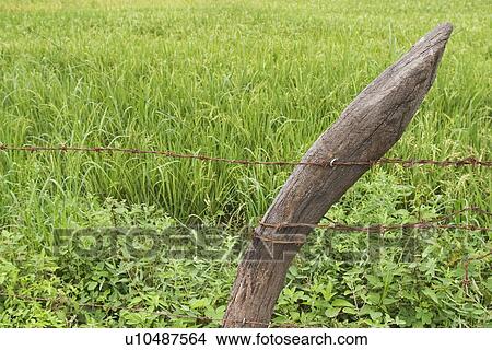 Picture - Close-up, Cultivated, Day, Field. Fotosearch
