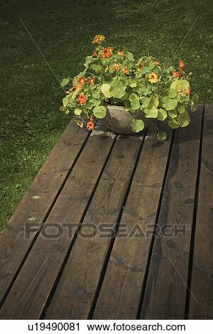 Stock Image - Beautiful, Day, Outdoors, Flora, Flower. Fotosearch