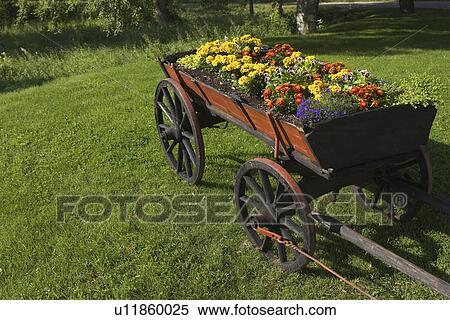 Stock Photography - Blooms, Blossom, Cart, Flowers. Fotosearch
