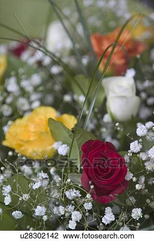 blooms, blossoms, environment, colorful, flora, flower View Large Photo Image Stock Image - blooms, blossoms, environment, colorful, flora, flower. Fotosearch