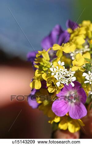 blooms, blossoms, environment, colorful, flora, flower View Large Photo Image Stock Photo - blooms, blossoms, environment, colorful, flora, flower. Fotosearch
