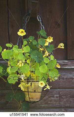 Blooms, Chain, Fixed, Flower, Green View Large Photo Image Stock Image - Blooms, Chain, Fixed, Flower, Green. Fotosearch