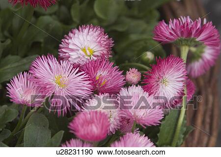 budding, flower, grow, blooms, blossoms, colorful View Large Photo Image Stock Image - budding, flower, grow, blooms, blossoms, colorful. Fotosearch